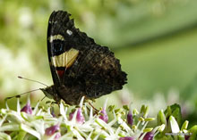 Papillon -Nouvelle-Zélande